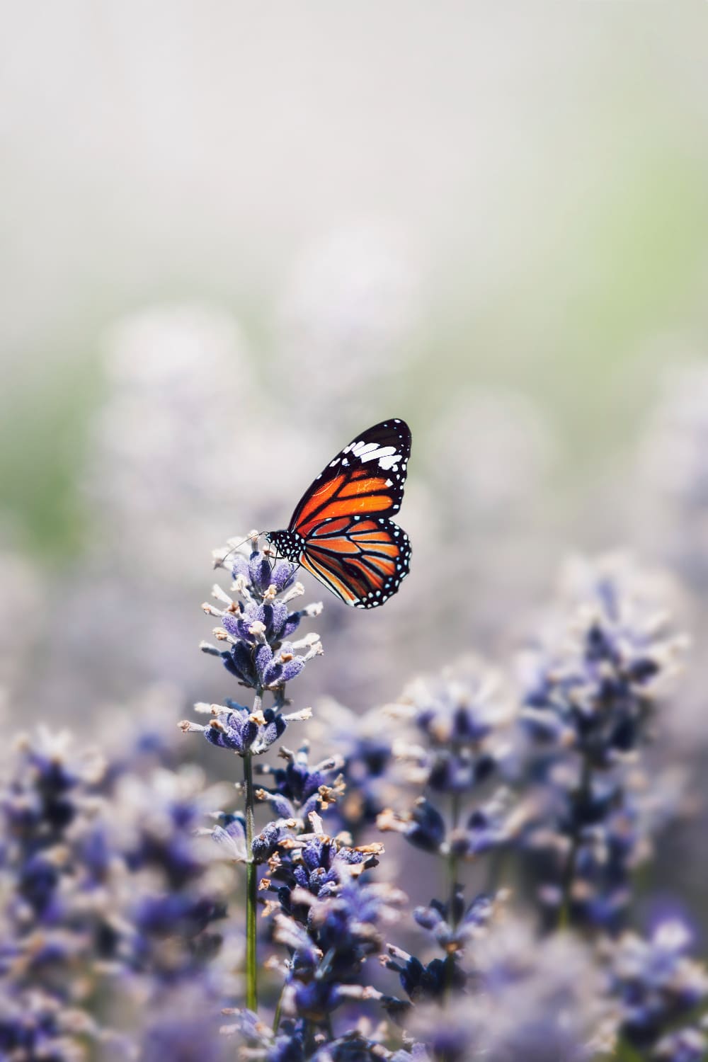 🦋 etkisi